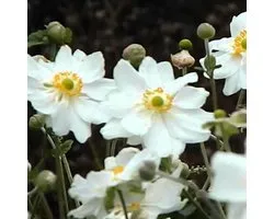 6 x Anemone Hybrida 'Whirlwind' - Anémone du Japon godet 9cm x 9cm