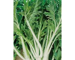 Mizuna Zaden Brassica Rapa Bladkool Vroeg Ras