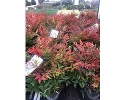 Nandina Domestica ‘Gulf Stream’- Hemelse bamboe 30-40 cm pot