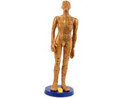 Acupunctuur Model - Meridianen Lichaam - Onderwijs Geneeskunde - Stabiele Basis - 50-53 cm Hoog - Koperkleur
