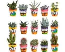 Megamix 15 pièces - Cactus et succulentes 5,5 cm en pot mexicain