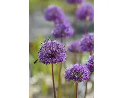 Allium Jesdianum Shing | 10 stuks | Sierui | Alliumbol