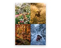 Calendrier d'anniversaire Teckel Moments Saisonniers A4 - Charmants Portraits de Chiens