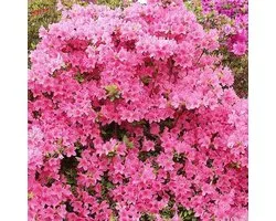 Azalea Japonica - Azalée Japonaise 25-30 cm pot