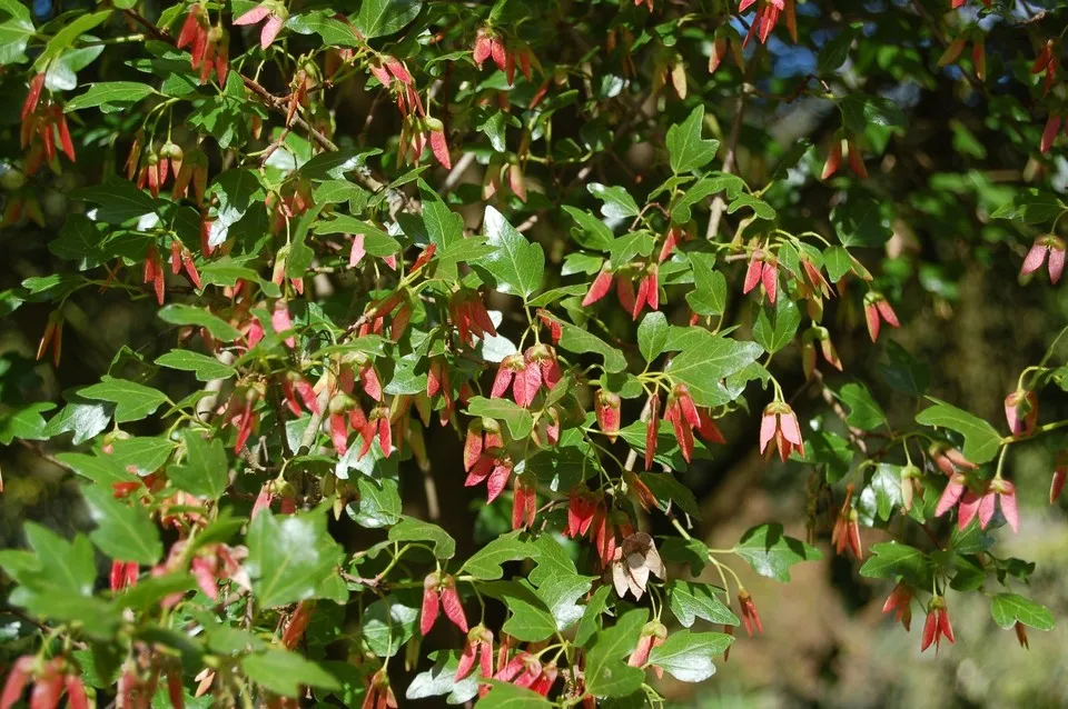 Acer Sempervirens (Rare plant !!!!!)