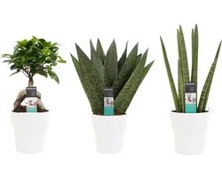 Ficus Ginseng Bonsai, Sansevieria Cylindrica en Sansevieria Zeylanica met Pot combipakket