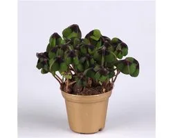 JUNAVERA Oxalis Deppei | In 12 cm Pot