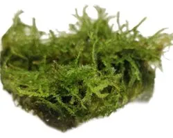 Easy Grow Vesicularia Montagnei | Christmas mos | in vitro cup