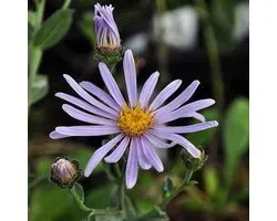 6 x Aster Amellus 'Rudolf Goethe' - Œil de Christ godet 9cm x 9cm