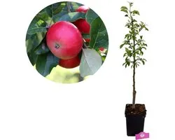 Malus domestica 'Discovery', Appelboom , Hoogte 100cm, 5 liter pot