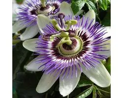 Passiflora Caerulea / Passiebloem - Klimplant - Blauw - Meerjarig en Winterharde tuinplanten | 1,5 liter pot