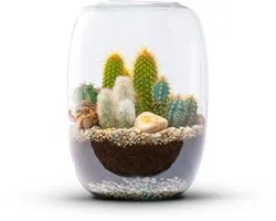 The Green Bottle Garden - Isabella cactus - Terrarium - Cactus - kant en klaar-
