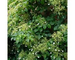 Bloomique - Lot de 2 - Hydrangea petiolaris - Hortensia grimpant - Plantes grimpantes - Plantes de jardin - Rustiques - 50-70 cm de haut - Pot 15 cm