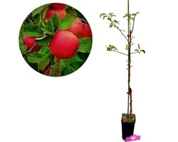Malus Domestica ‘Red delicious’, Appelboom, 1,5 Liter pot