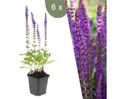 Plants by Frank | 6 Salie planten | Salvia nemorosa 'Ostfriesland' | Winterharde bodembedekker planten | tuinplanten | Winterharde vaste planten meerjarig | Winterharde tuinplanten