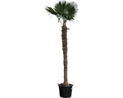 Tropictrees - Palmboom - Trachycarpus Fortunei - Plant - Winterhard - Pot ⌀ 60cm - Hoogte ca. 450cm